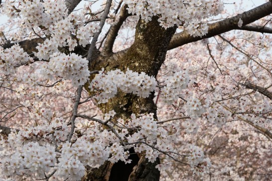 田川市丸山公園　桜　満開